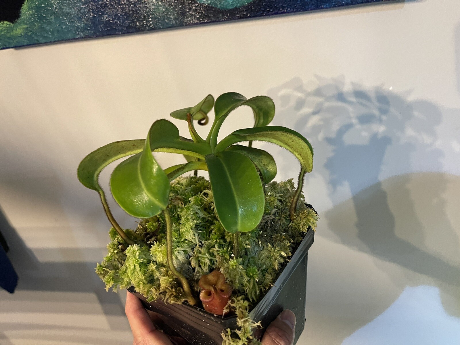 Nepenthes villosa Rare Highland Tropical Carnivorous Plant