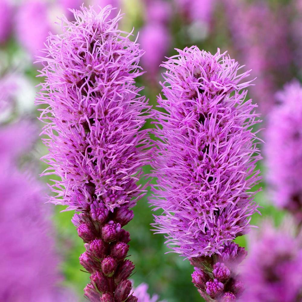 PURPLE BLAZING STAR BARE ROOT LIVE PLANTS PERENNIAL ‘Liatris spicata’ SET OF 2