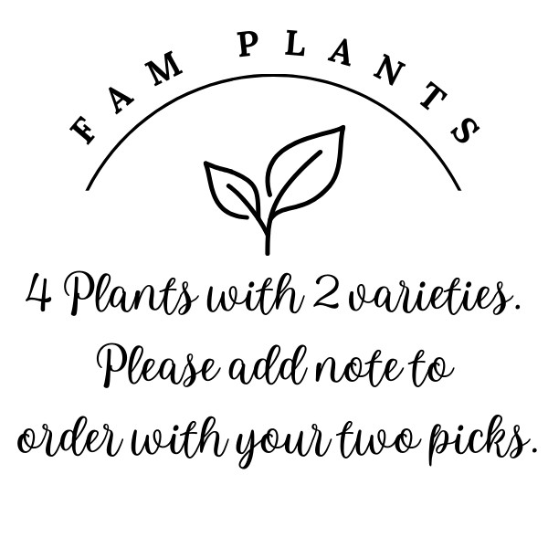 Pineapple Plans. Set of 4 starter plants.
