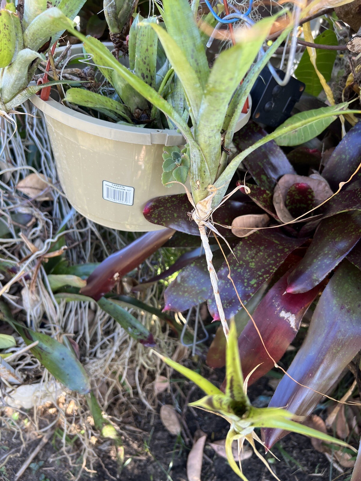 Exotic LANDSCAPE PLANT Pup mini Bromeliad purple green colorful -unbranded
