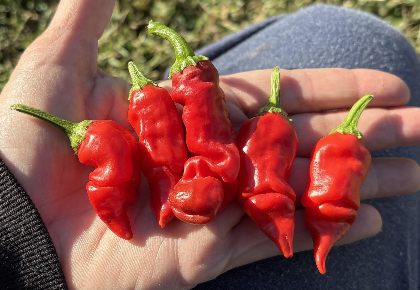 Green House Floor Hot Pepper Mix 16 Varieties 250+ Seeds