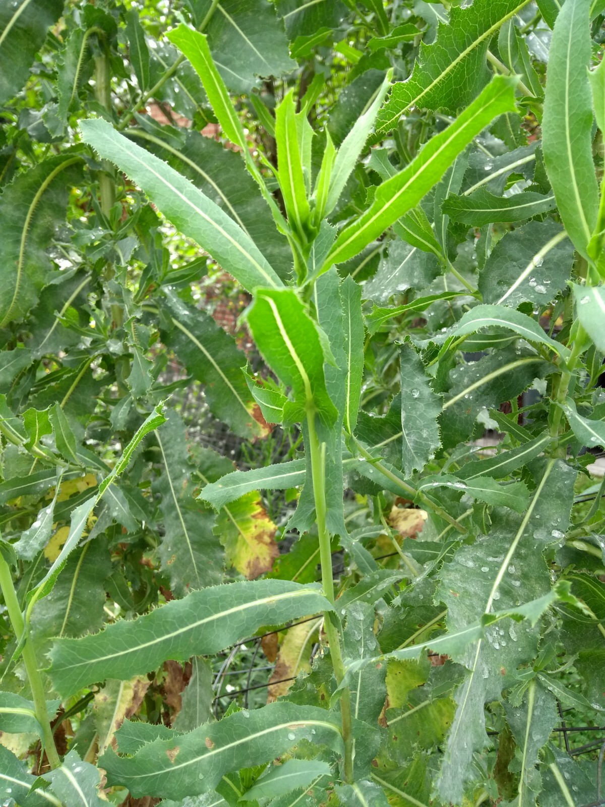Wild Opium Lettuce Lactuca Virosa 25 Seeds Organic Methods Garden NON GMO MD USA