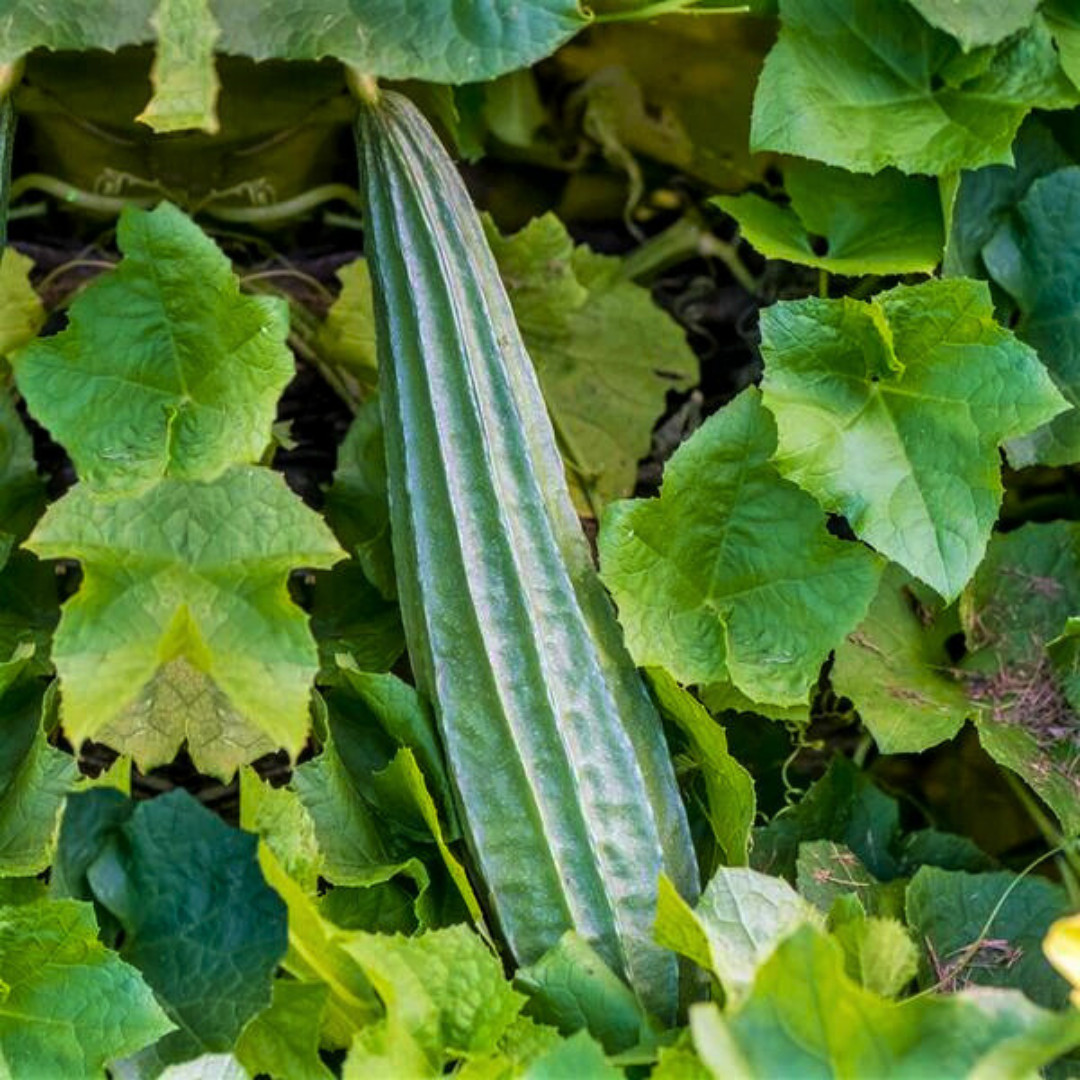 Fresh Chinese Okra Seeds | 15 Seeds | Heirloom Non-GMO | Asian Vegetable Seeds