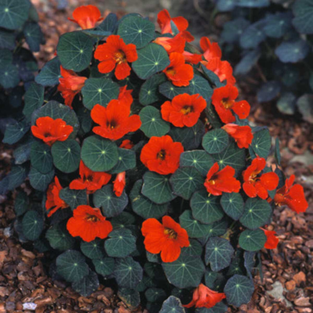 25+ EMPRESS OF INDIA NASTURTIUM SEEDS FRESH FOR YOUR FLOWER GARDENS