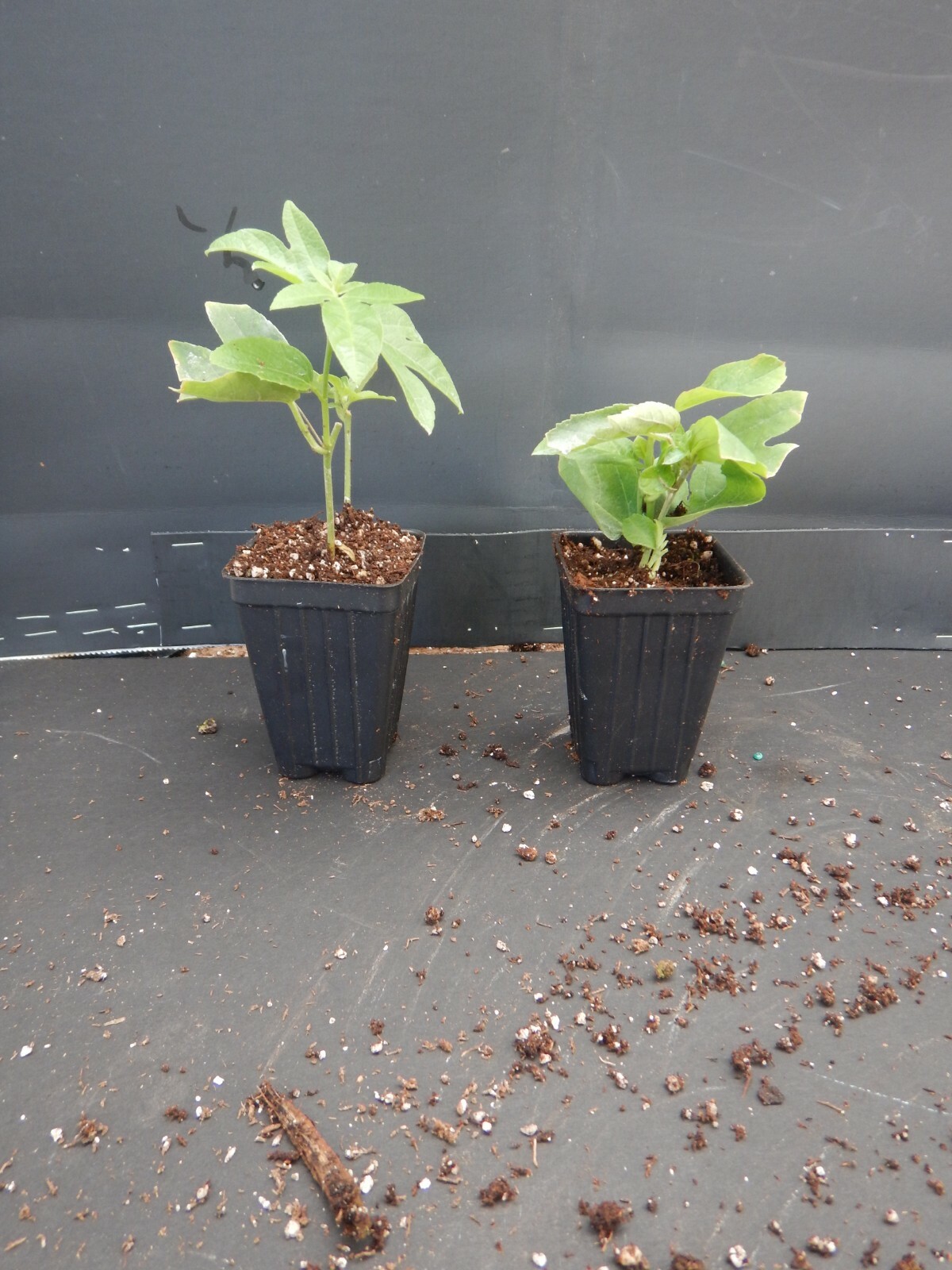 ~~MAYPOP PASSIFLORA~~Starter Plant~~Passiflora Incarnata~~BUTTERFLY HEAVEN!