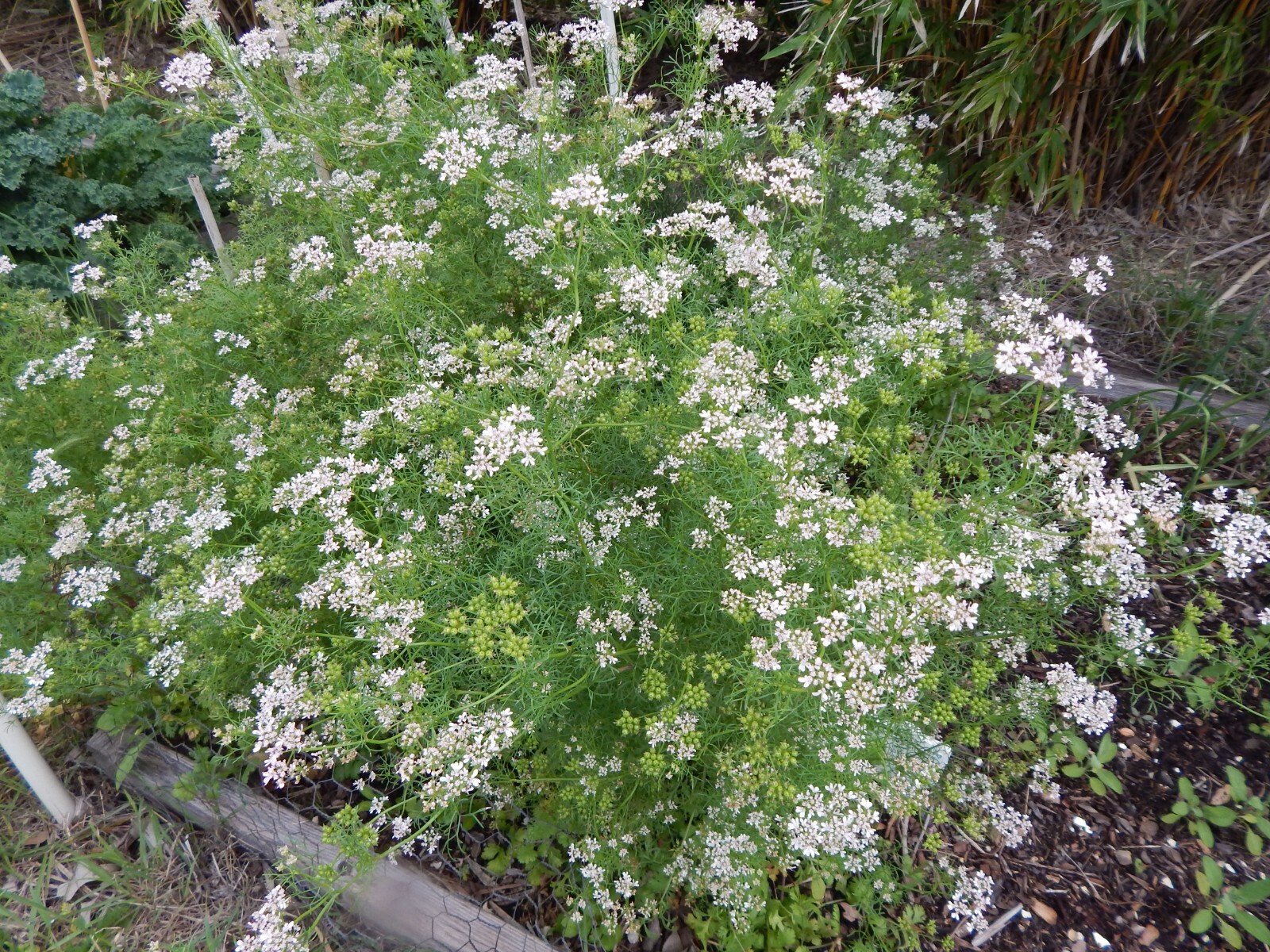 CILANTRO / CORIANDER HERB – 100 Fresh Seeds – FREE Shipping