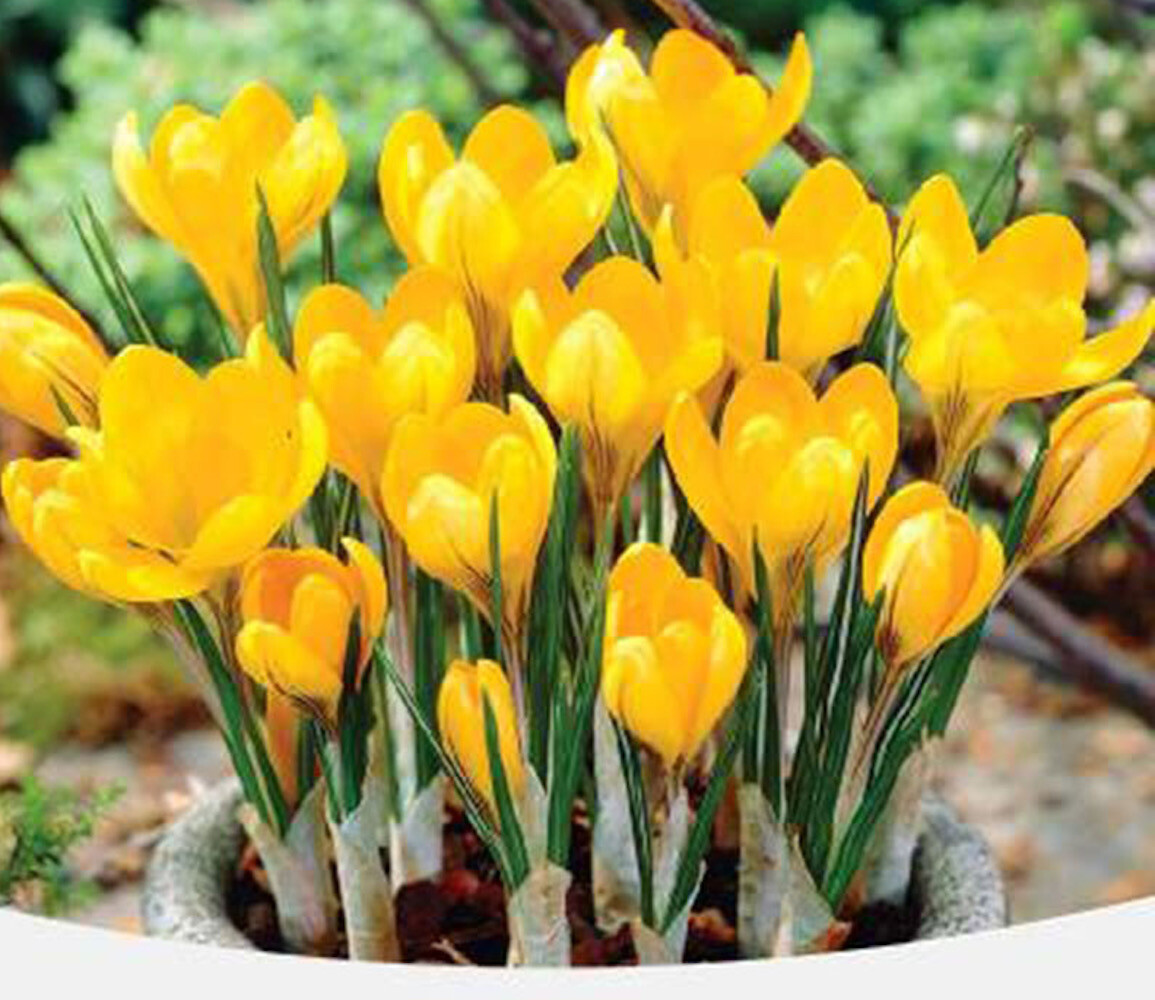 20 SEEDS CROCUS for germination perennial saffron flower exotic garden bed plant