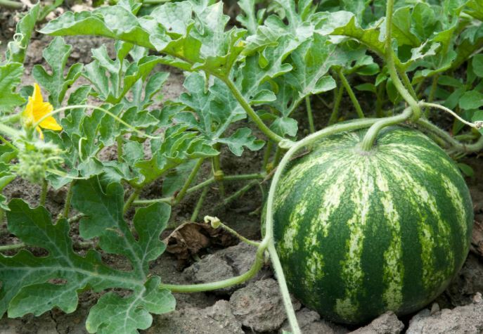 Sugar Baby Watermelon – Non Gmo – Organic Watermelon Seeds – Delicious & Sweet