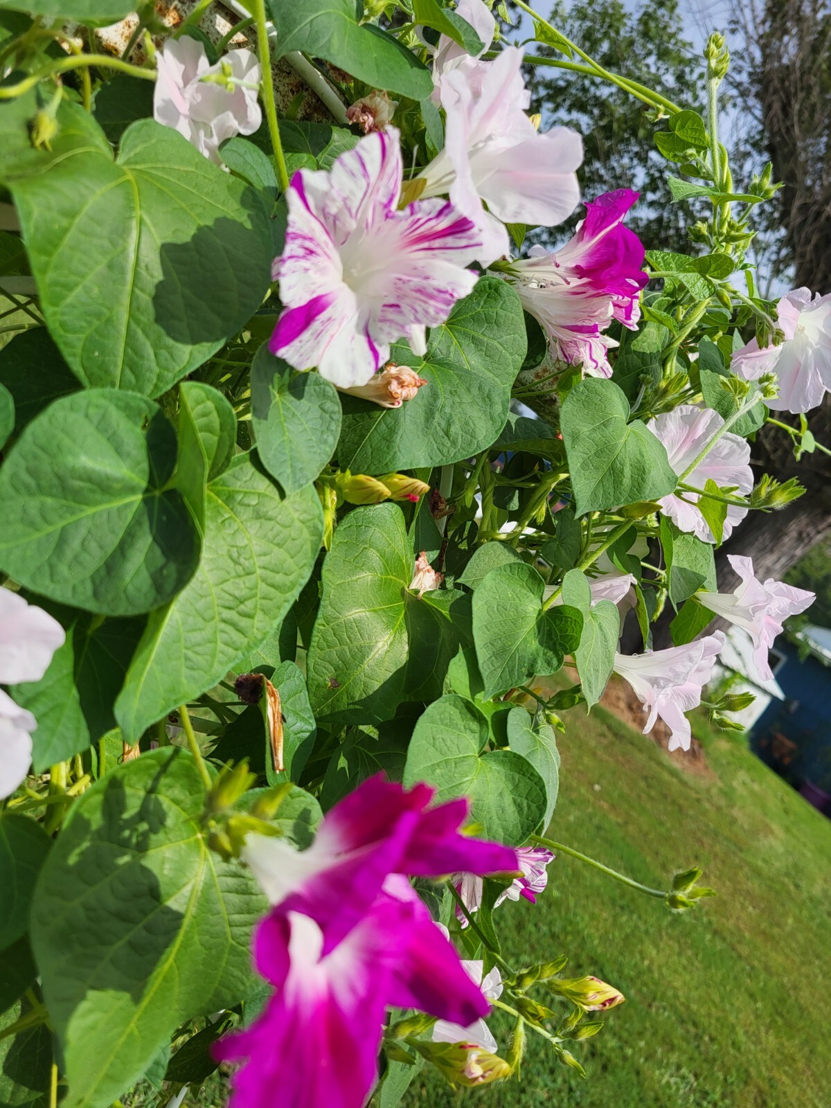 Japanese Morning Glory-FUSCHIA & White Ruffels-Annual-10 Seeds-Grown 2023