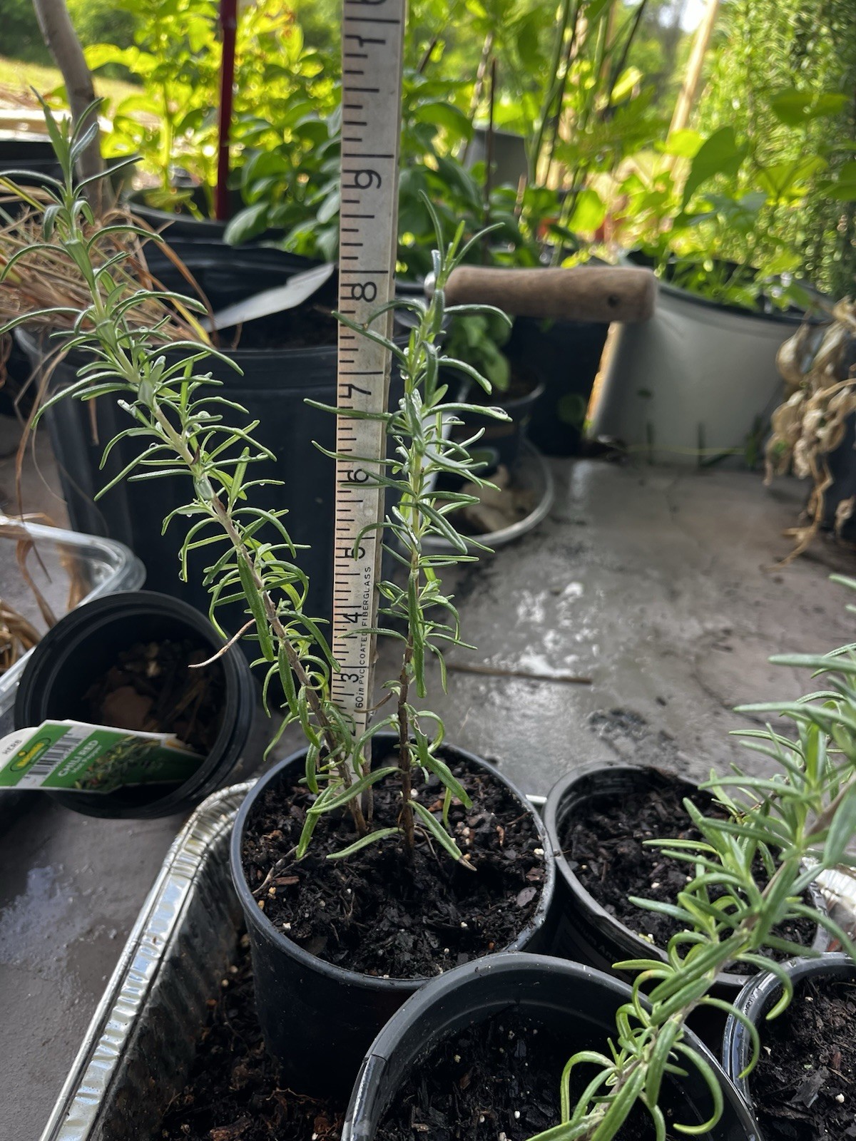 2 Rosemary Cuttings, Live Plants, 5-8” Rooted BARE ROOT