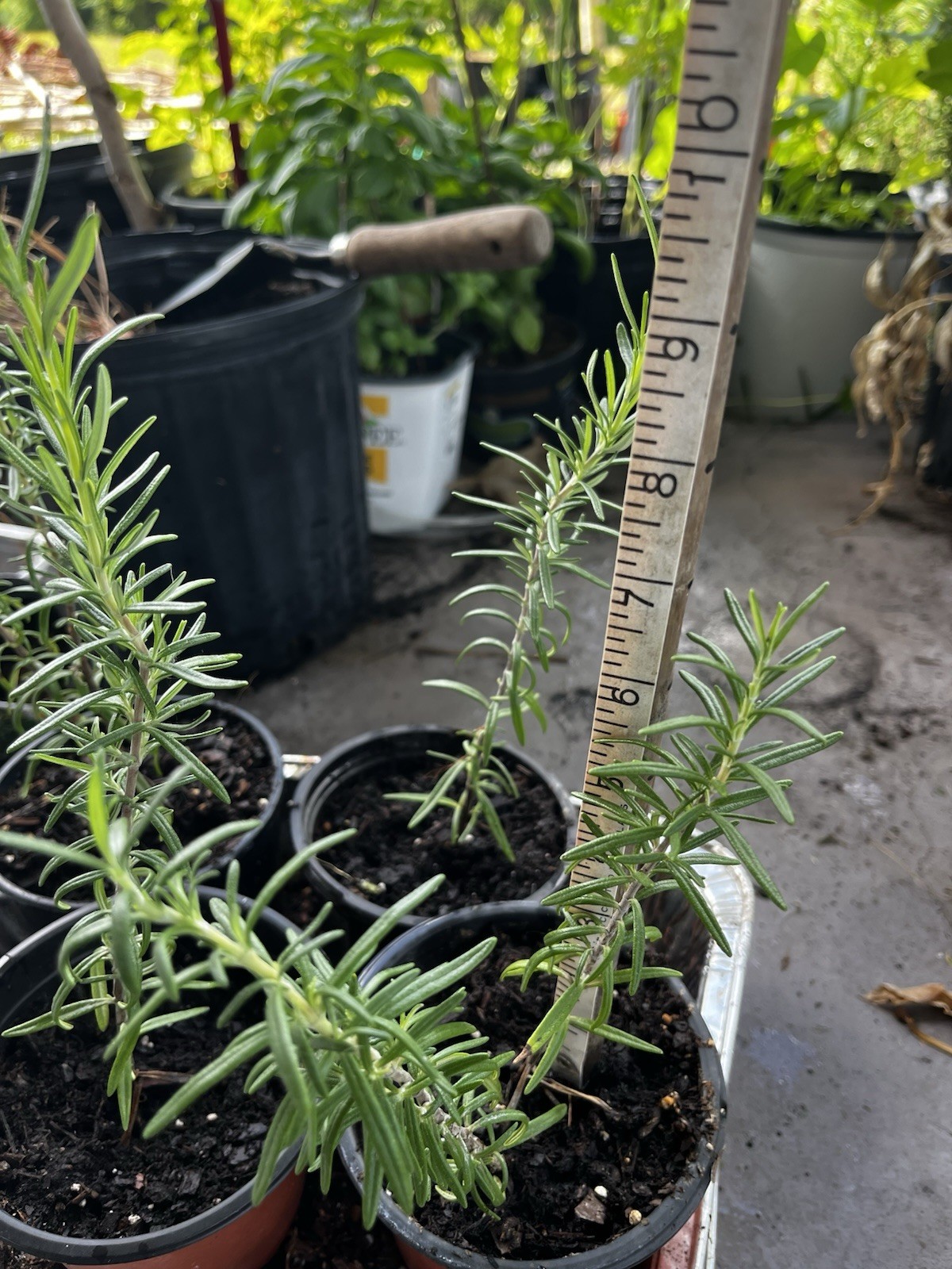 2 Rosemary Cuttings, Live Plants, 5-8” Rooted BARE ROOT