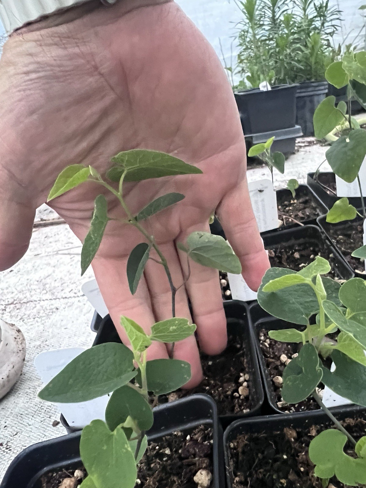 Aristolochia Tomentosa PLANT Wooly Pipevine