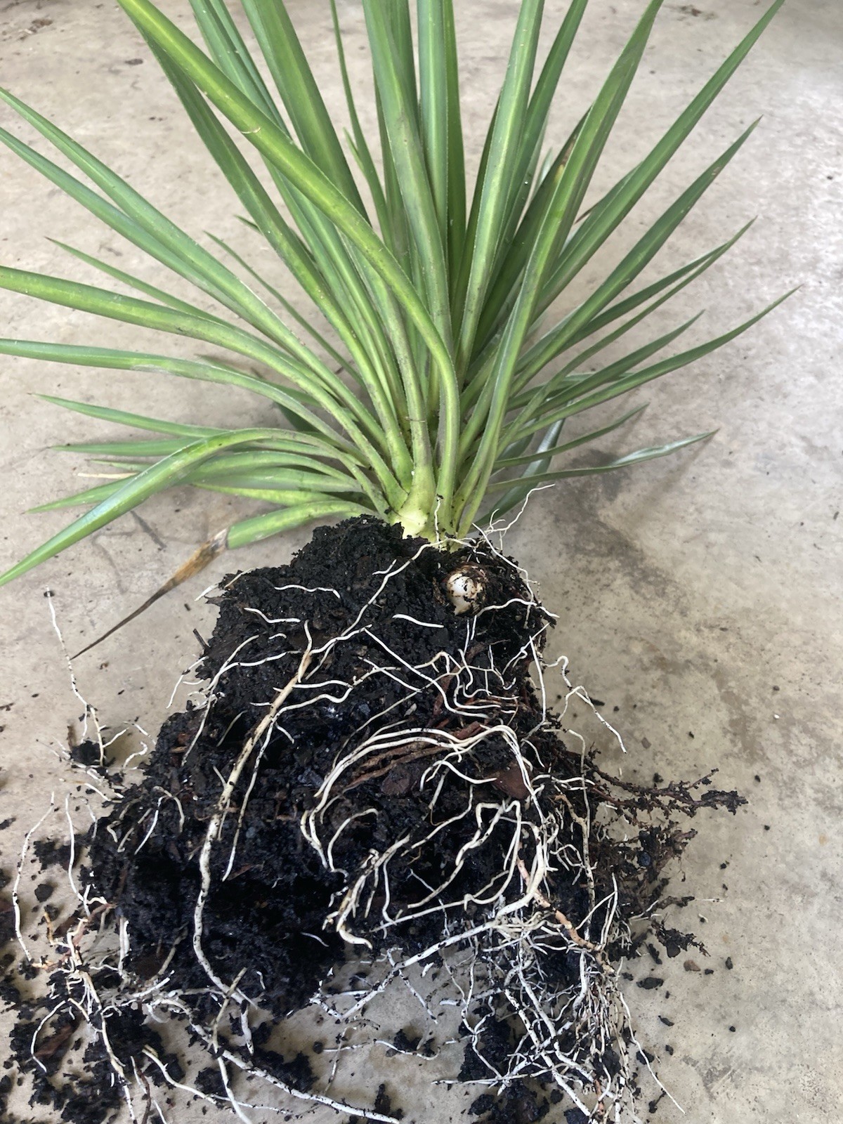 Yucca Live Plant Bare Root Yucca aloifolia Outdoor Full Sun Zone 6b-10