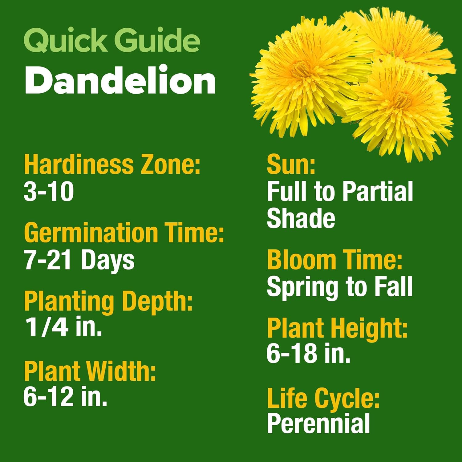 Dandelion Seeds for Planting 600 Heirloom Medicinal Herb Seeds (~0.3G) Non GMO G
