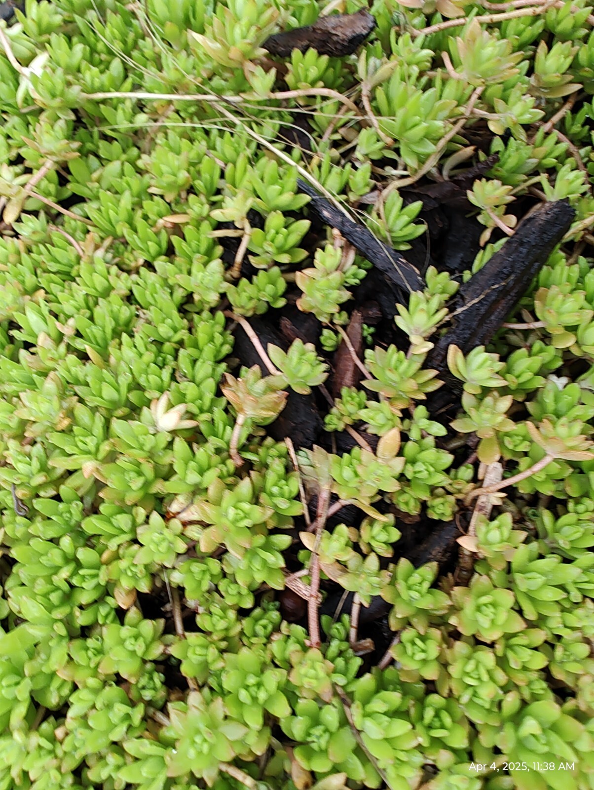 70 Cuttings Sedum Sarmentosum, Fast Growing, Creeping, Perennial, Live