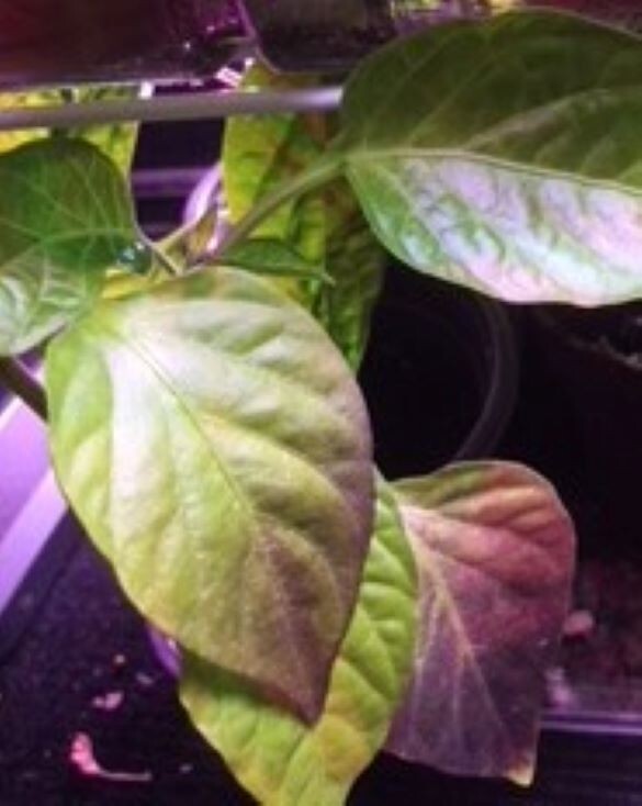 2 Live Plants Vegetable Sweet Pepper Seedling Plants 30 days old, 2″ to 4″ tall