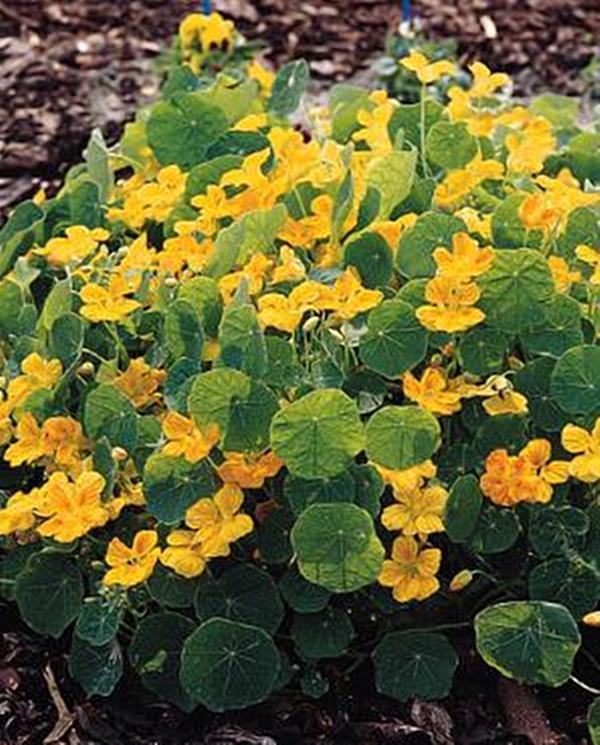 Nasturtium Whirlybird Golden Yellow Annual Seeds
