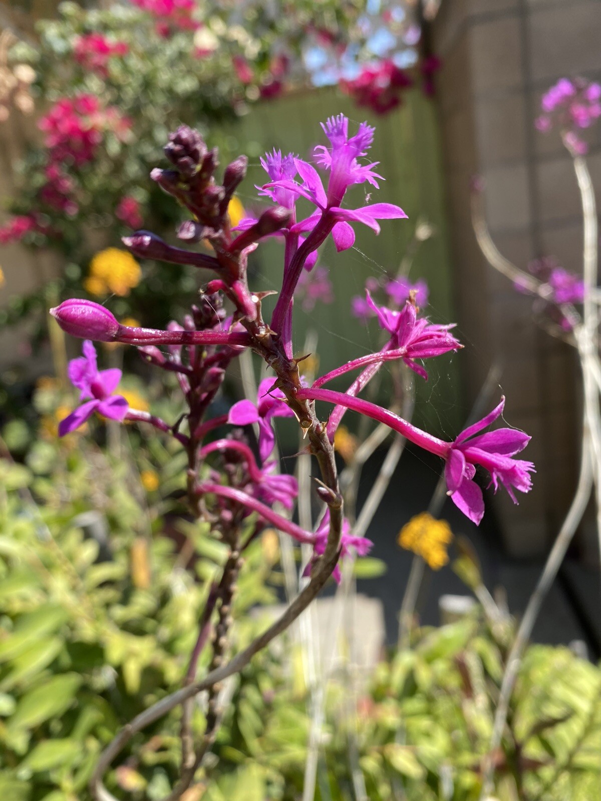 EPIDENDRUM Orchid 3 Pieces With Roots Red/Yellow/Orange/Purple 4’- 8’ Long.