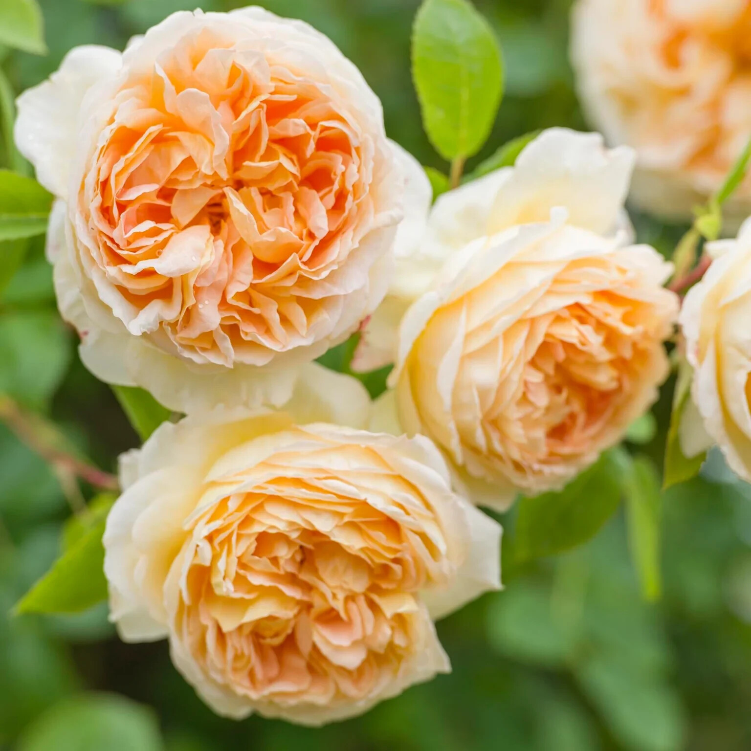 (Auschimbley) English BATHSHBA Thornless Climbing Live Rose Plant 6” Tall