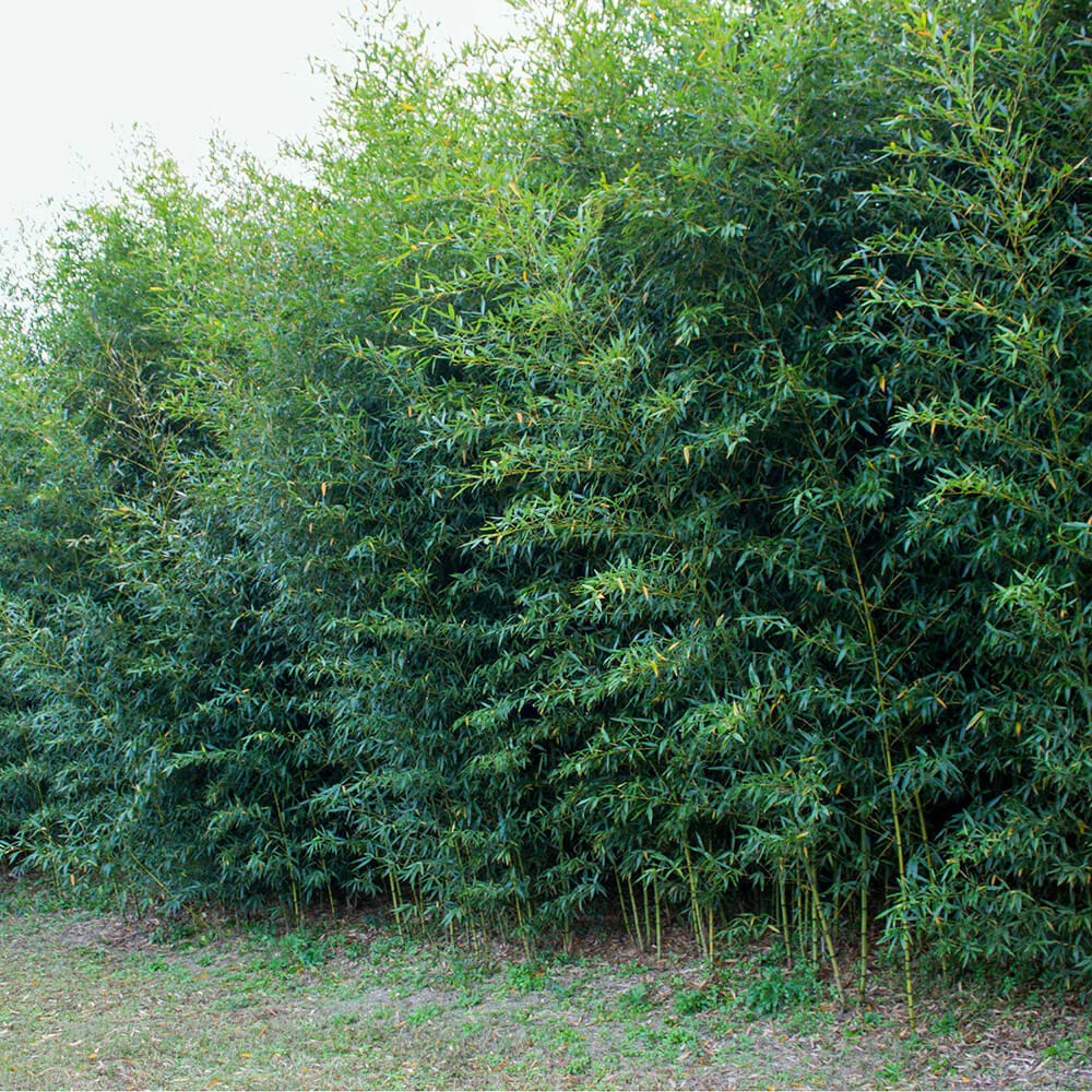 Golden Bamboo Plant Cutting 12–24” Established Root Running Bamboo Live Plant