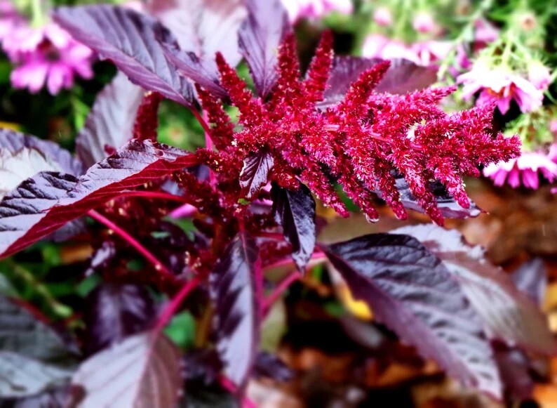Red Spike Amaranth Cut Flowers Premium Seed Packet