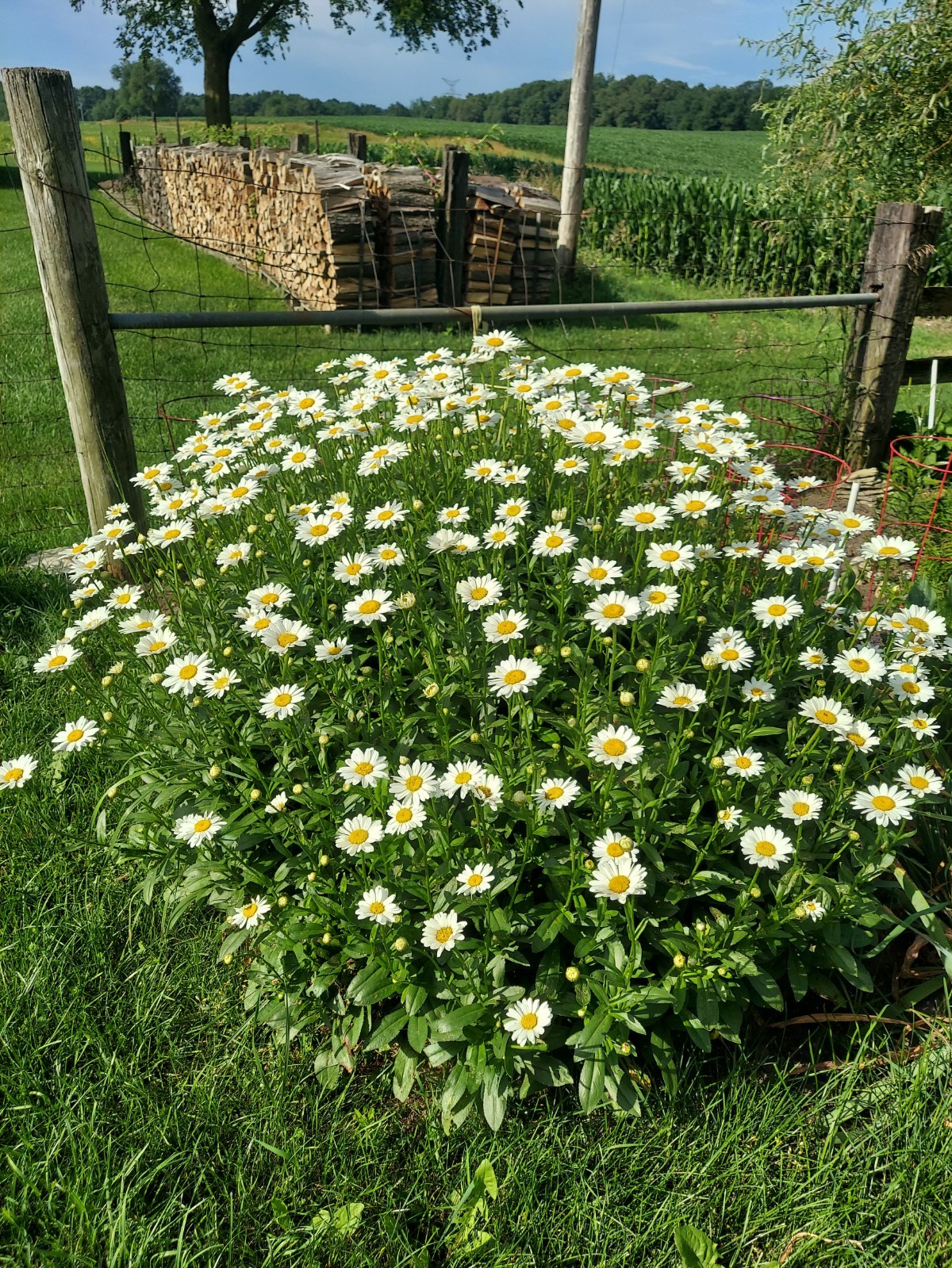 15 MATURE Shasta Daisy White Perennial Live Plants Bare Root ORGANICALLY GROWN