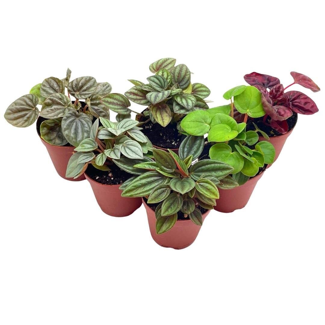 Peperomia Assortment, Foliage Set, Rosso, Frost, albovittata, caperata, Premium