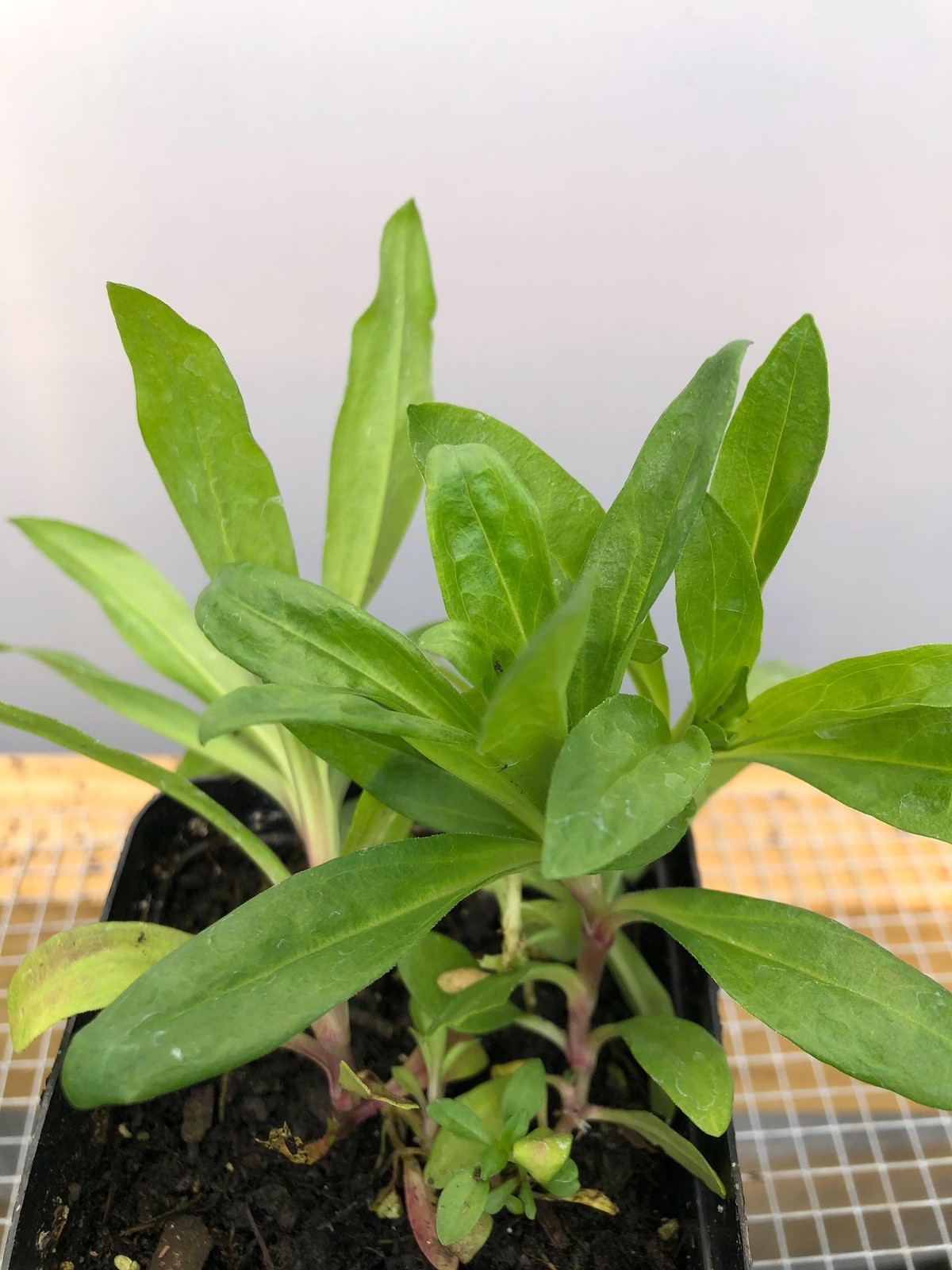 Sweet William Live Flower Plants – Seedlings/Plugs- 5″- 12″ tall- 30-50 days