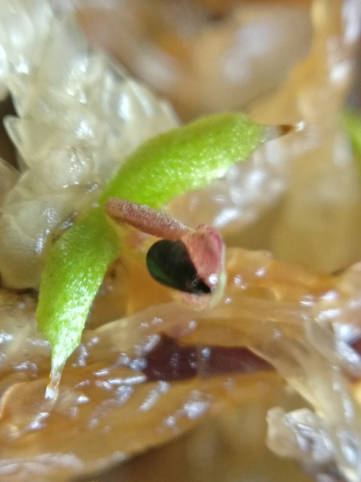20 freshly harvested (2023 July) Venus Flytrap seeds