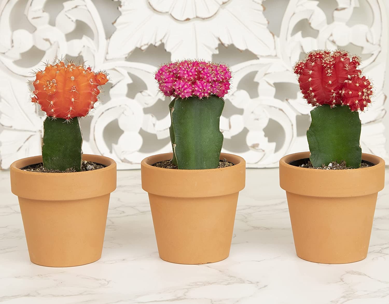 Grafted Cactus Succulent 3Pk In 3 Terracotta Pots Live Succulents Mini Cacti