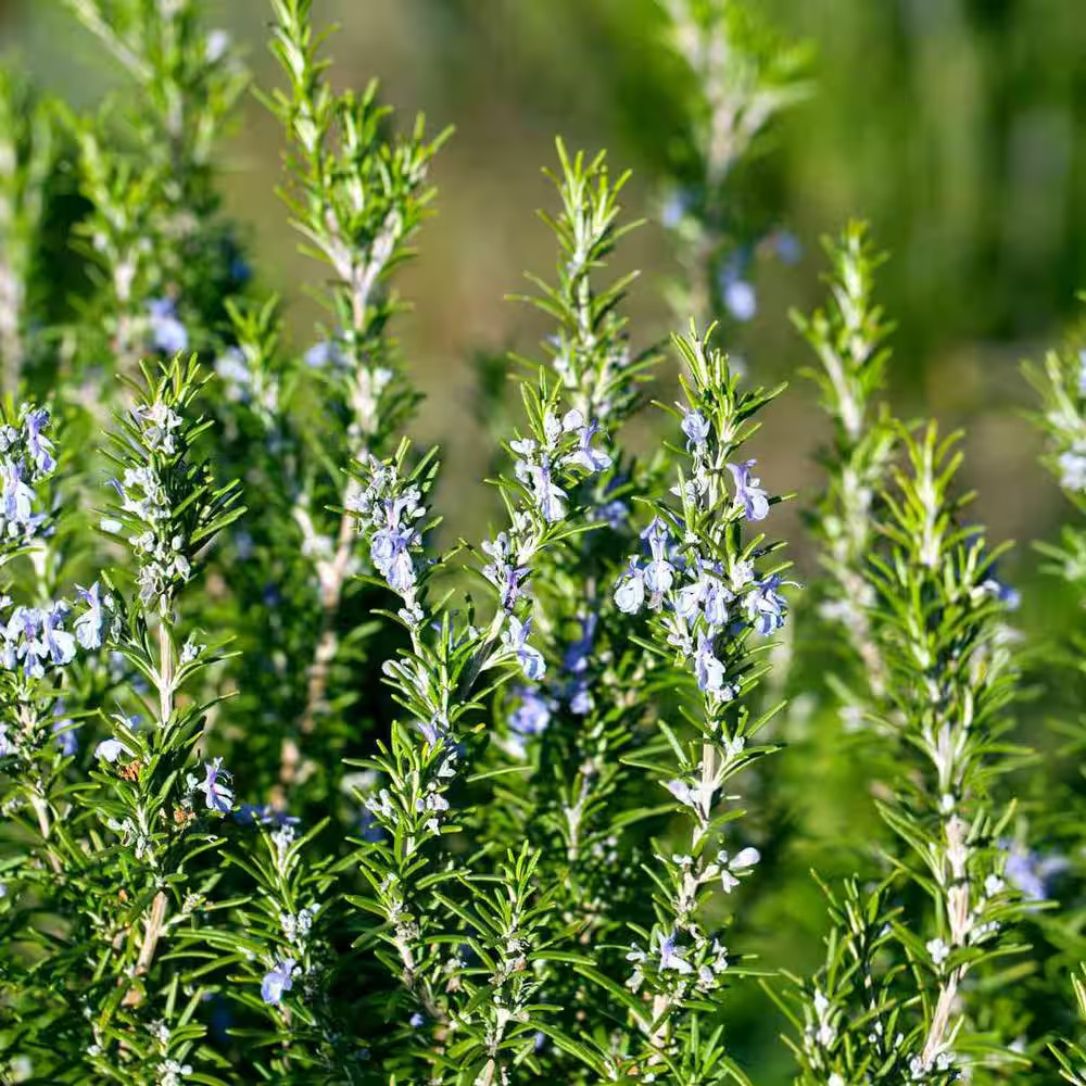 Ornamental Upright Rosemary Outdoor Plant Garden Annual in 1 Gal. Grower Pot