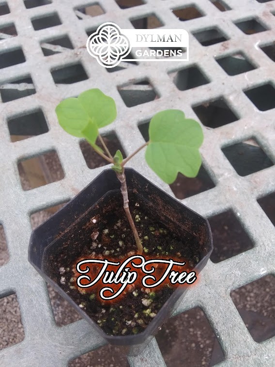 Tulip Tree (Liriodendron tulipifera) Whitewood – Tulip Poplar – Multiple Sizes