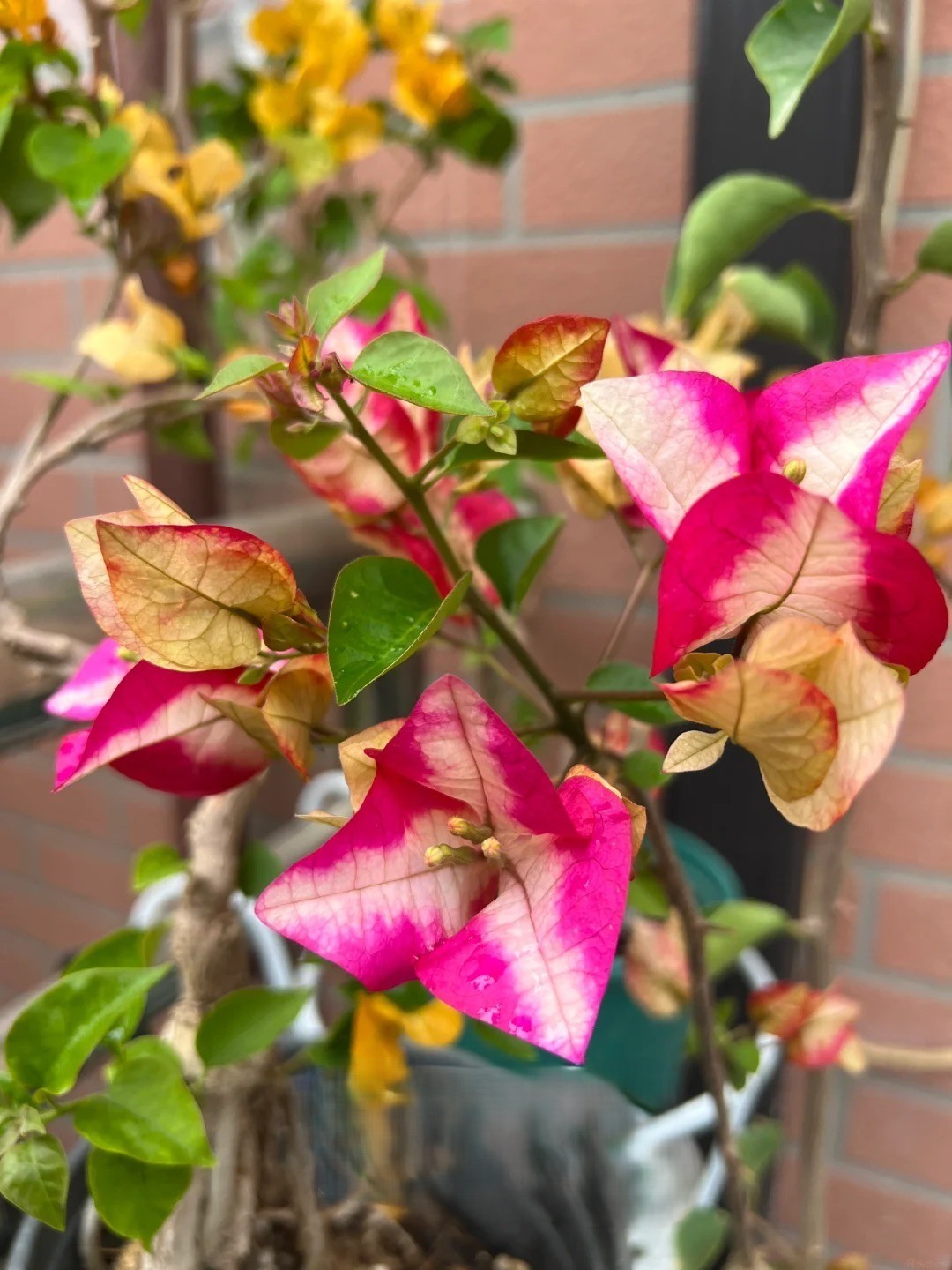 Bougainvillea Marilda’ Live Plant 2 Gal Vine Easy Care Pink Purple White Yellow