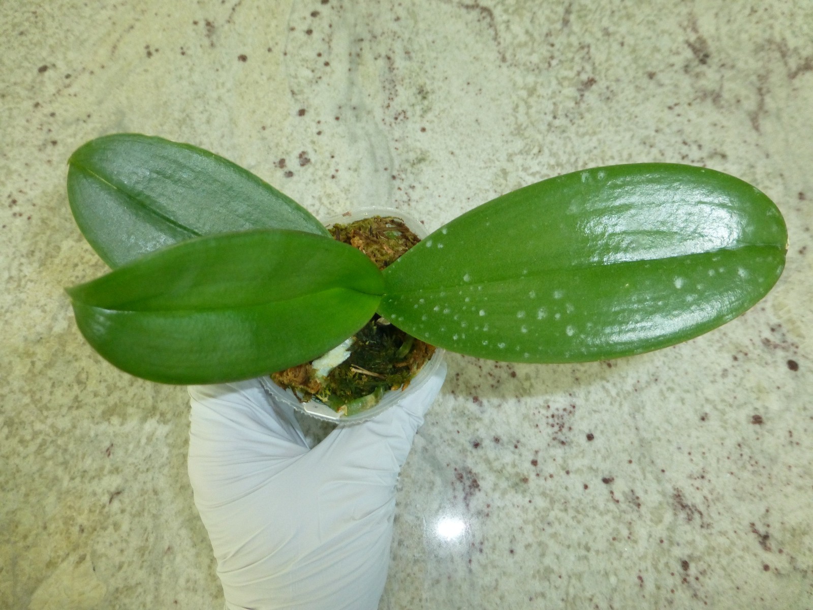 Phalaenopsis Orchid Phal. modern esquire In 2.5″ Pot