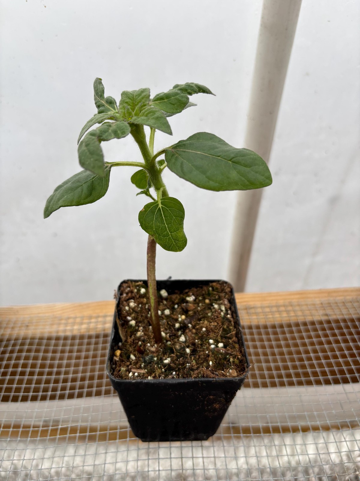 Sunflower Live Plant – Seedlings/Plugs and Plants – 3″- 12″ tall- 30-60 days