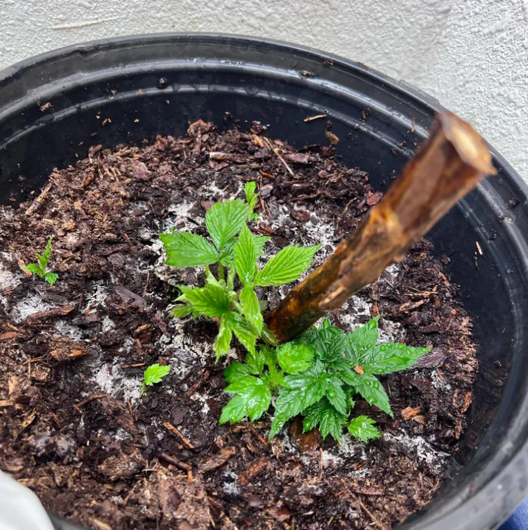 2 Double Gold Raspberry Plants Everbearing Sweet Bare Root Canes Zone 5-8