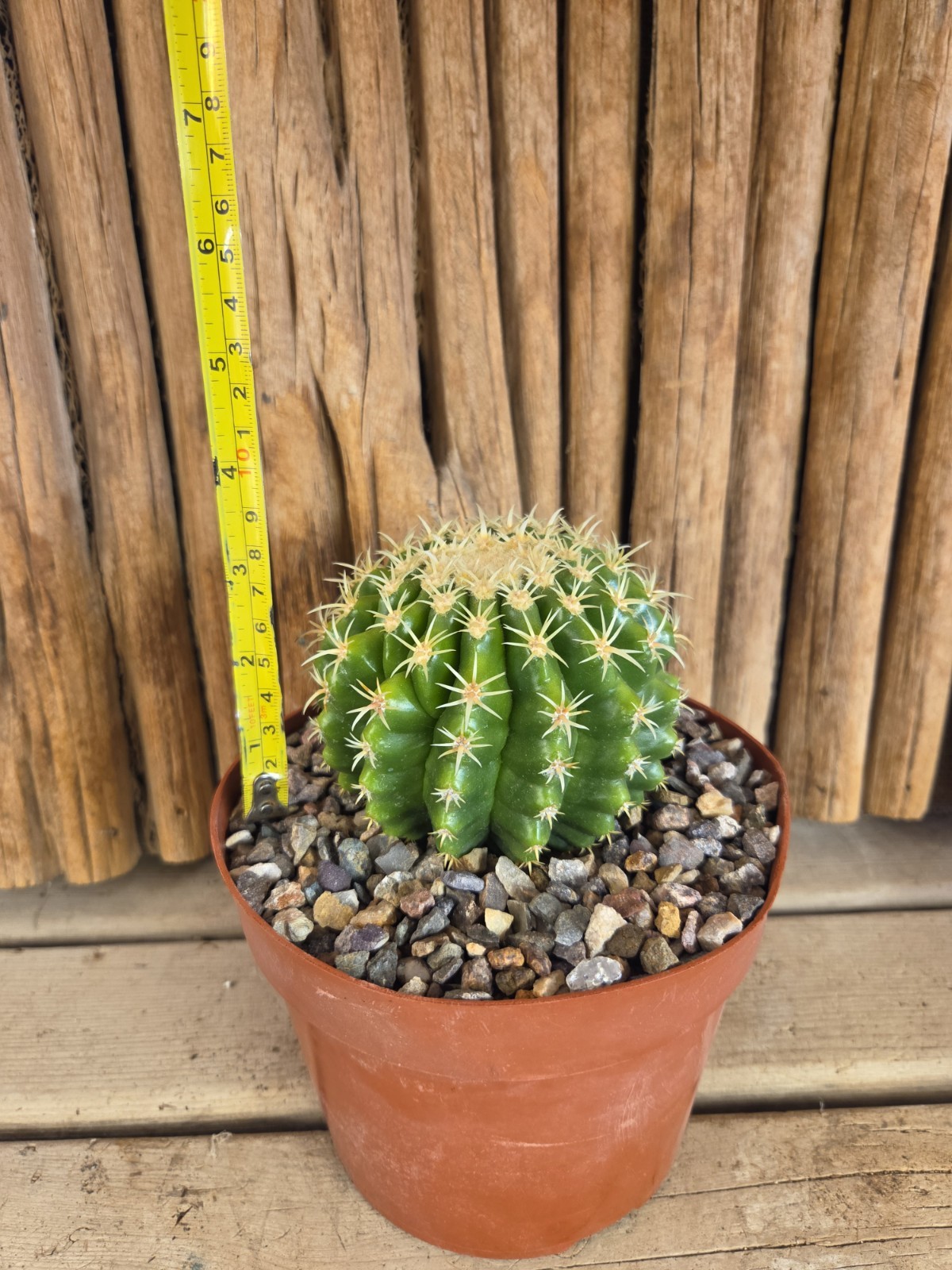 Echinocactus grusonii var. brevispinus