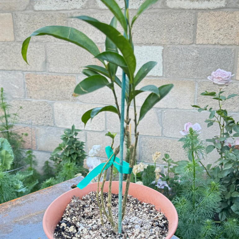 Yesterday Today Tomorrow Brunfelsia Live Plant Purple White Flower 4″ Pot