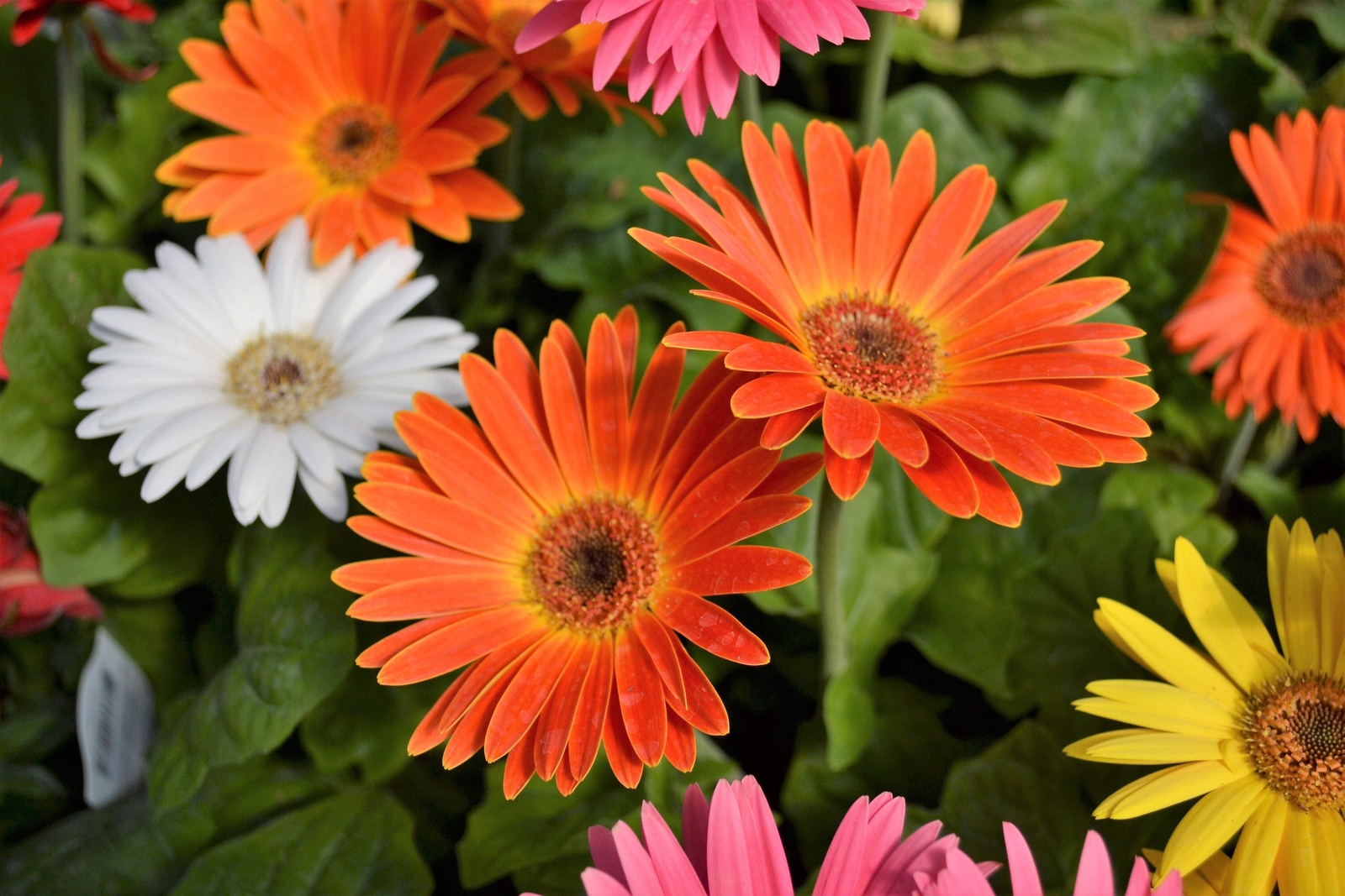 20 GERBER DAISY Mixed Colors Gerbera Jamesonii Barberton African Flower Seeds