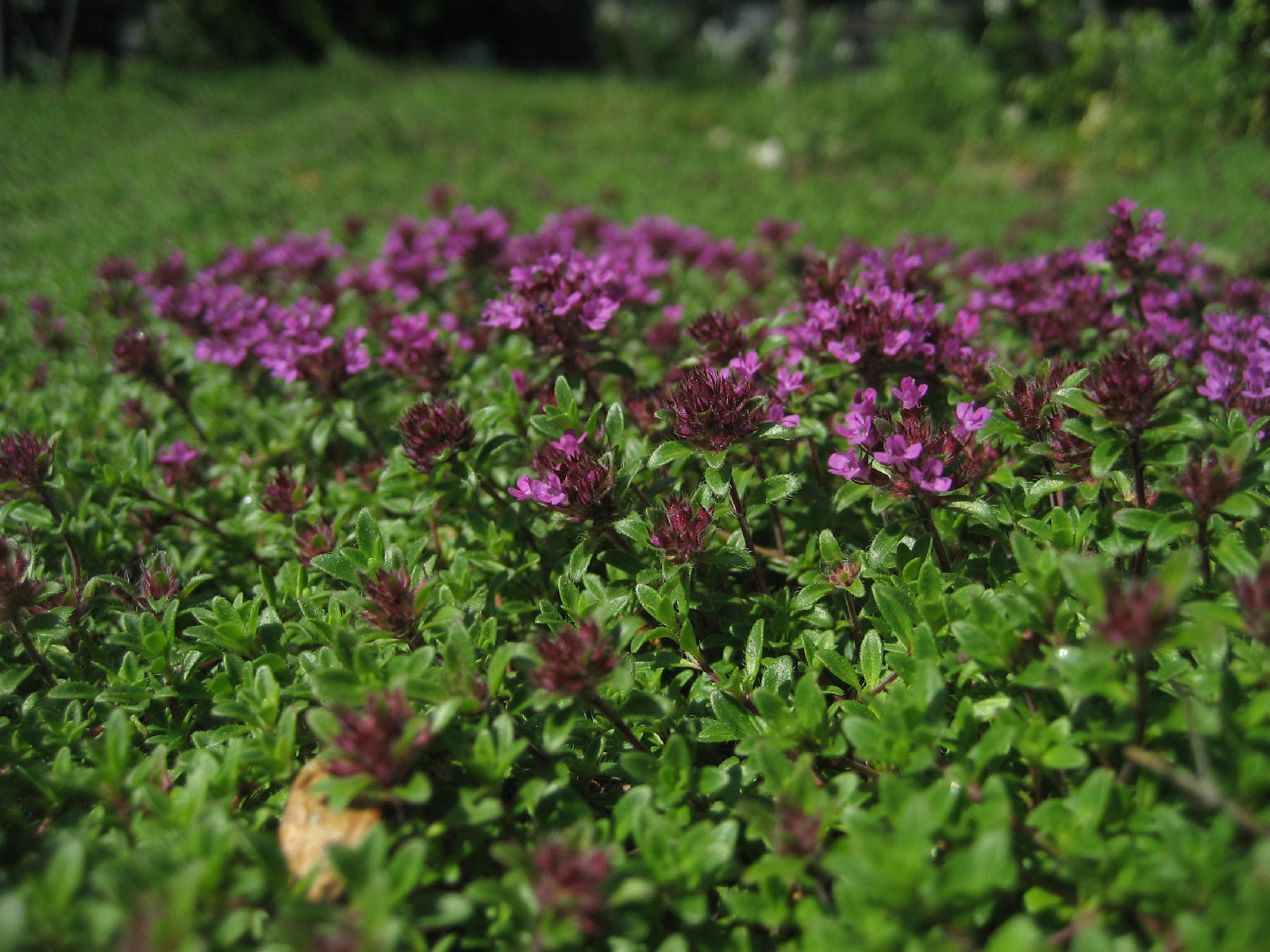 880 SEEDS – CREEPING THYME – WALK ON ME GroCo* (BUY ANY 15 ITEMS-SHIPS FREE)