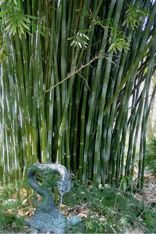 10 Starter Size Bambusa textilis ‘Kanapaha’–Wong Chuk/Royal/Giant Weavers Bamboo