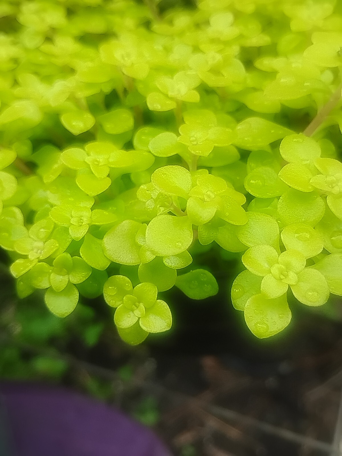 BUY 1 GET 2 FREE! SEDUM OGON VERY EASY & GREAT SPREADER FOR DRY PLACE OR POTS!