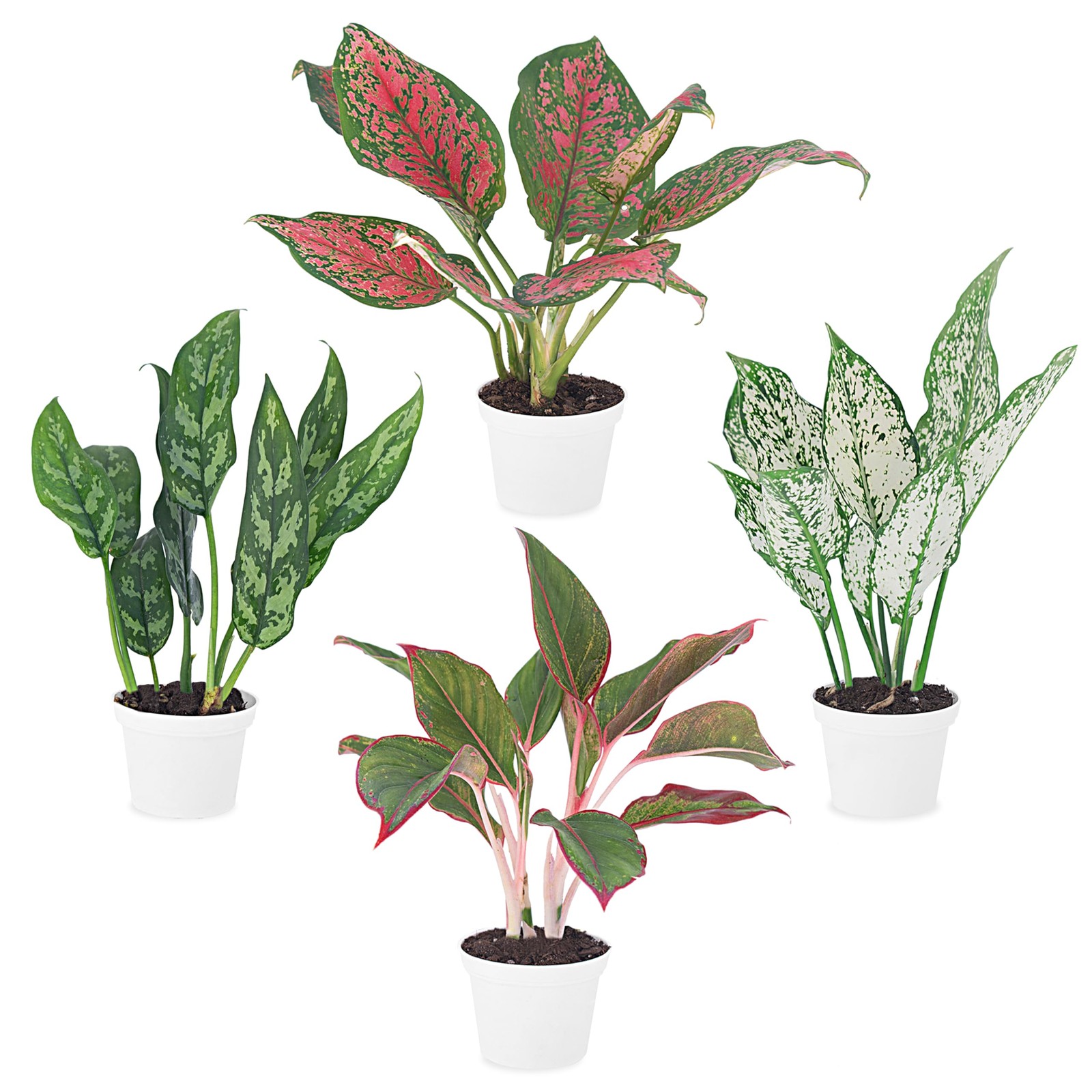 Aglaonema Live Plant Collection (4-Pack) – Chinese Evergreen Green, Red