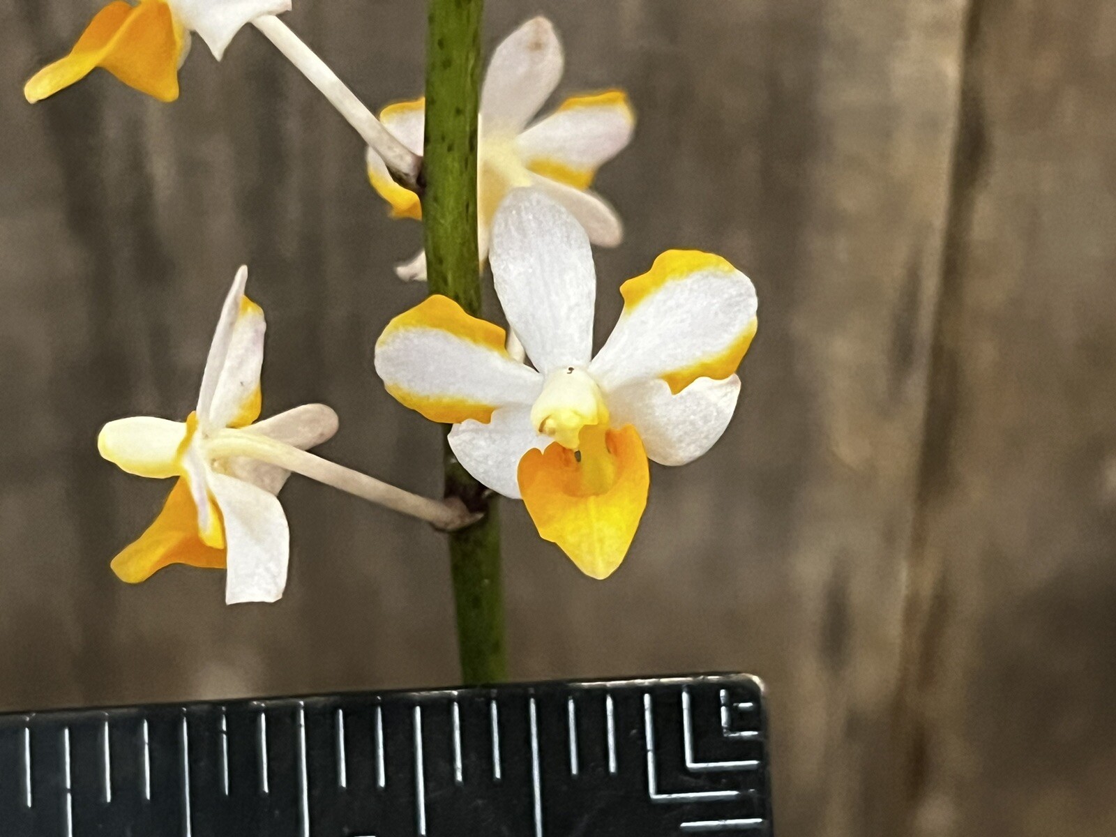 Vdnps. Pulcherrimin, Blooming Size, FREE Shipping