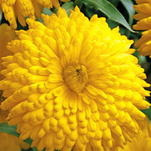 Golden Emperor Calendula Seeds | Heirloom | Giant Double Yellow Flowers | 1203