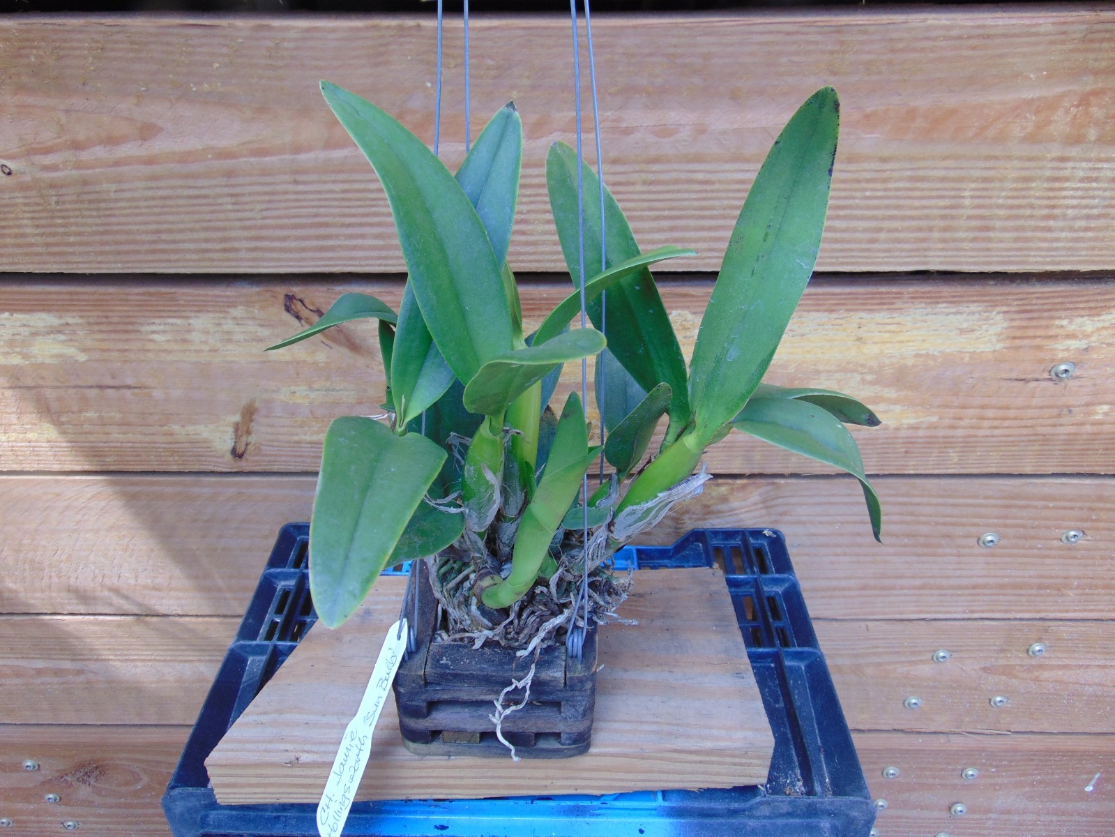 Ctt. Jamie Hollingsworth ‘Sun Bulb’ Near bloom size 4″ wood basket LARGE PLANT
