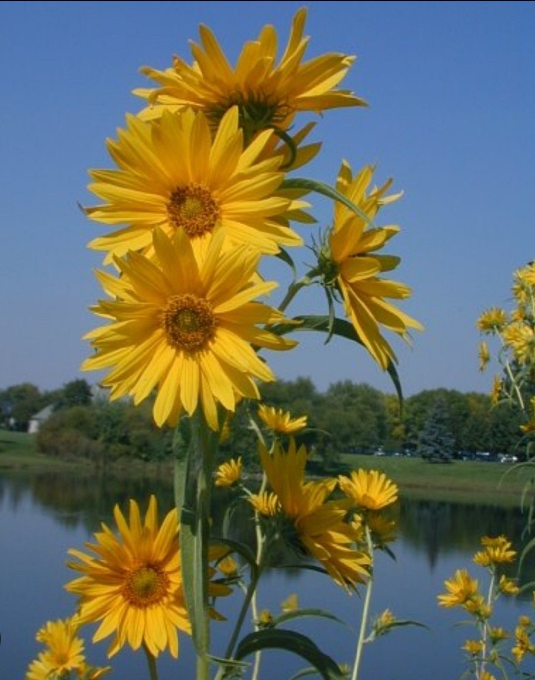 Maximillion Perennial Sunflower Seeds- Sun Choke- Jerusalem Artichoke- 50 Seeds