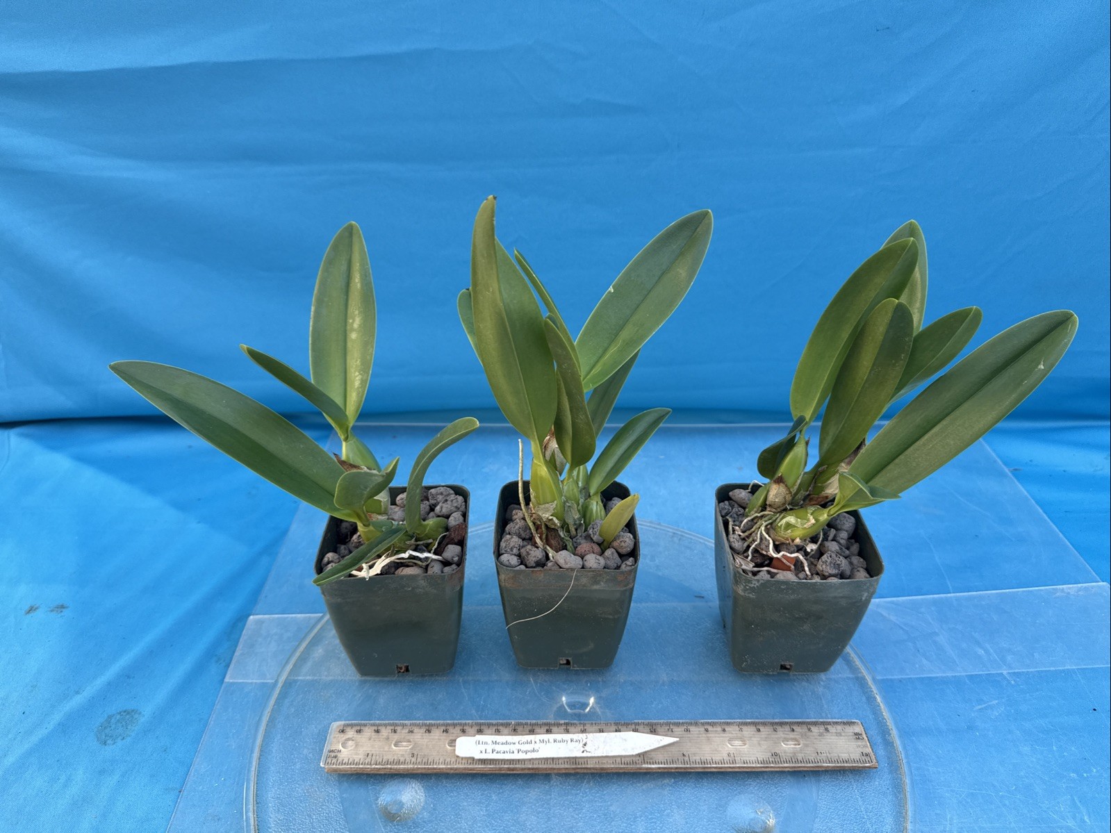 (Ltn Meadow Gold X Myl. Ruby Ray) X Cattleya Pacavia Orchid Eros 4” Pot