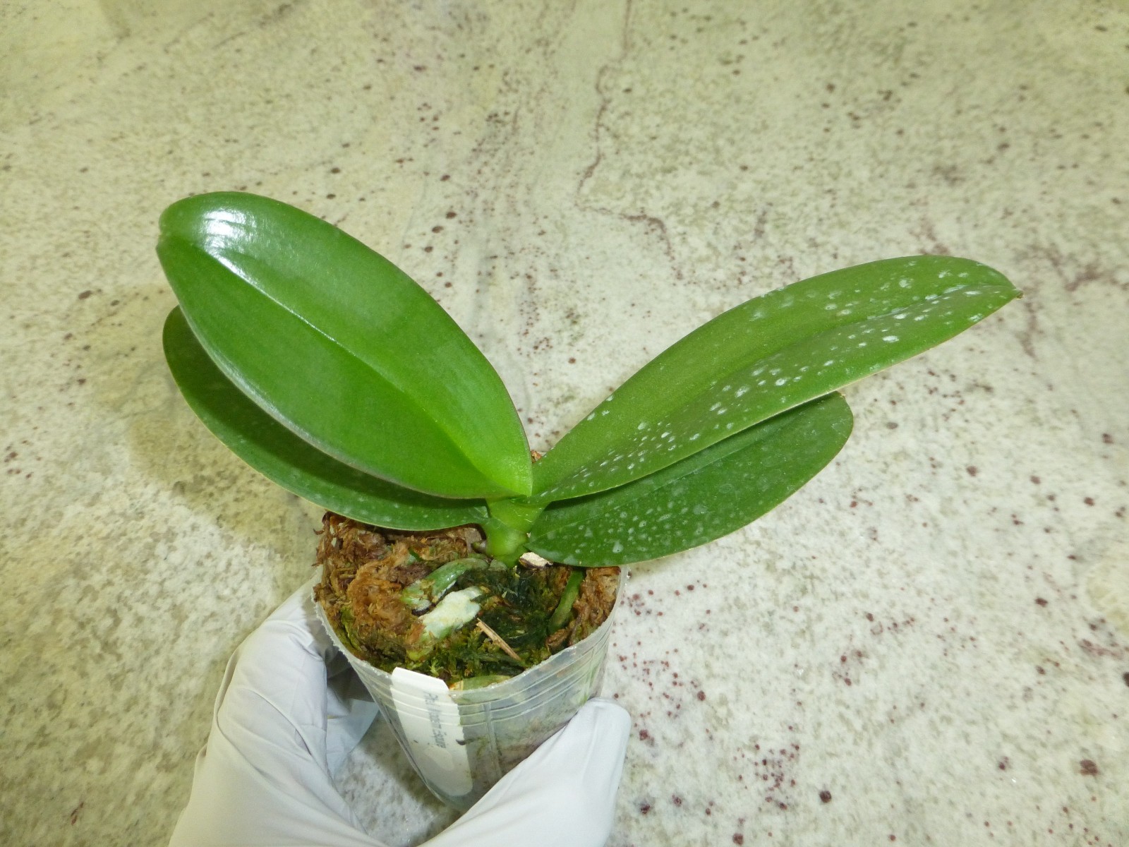 Phalaenopsis Orchid Phal. modern esquire In 2.5″ Pot