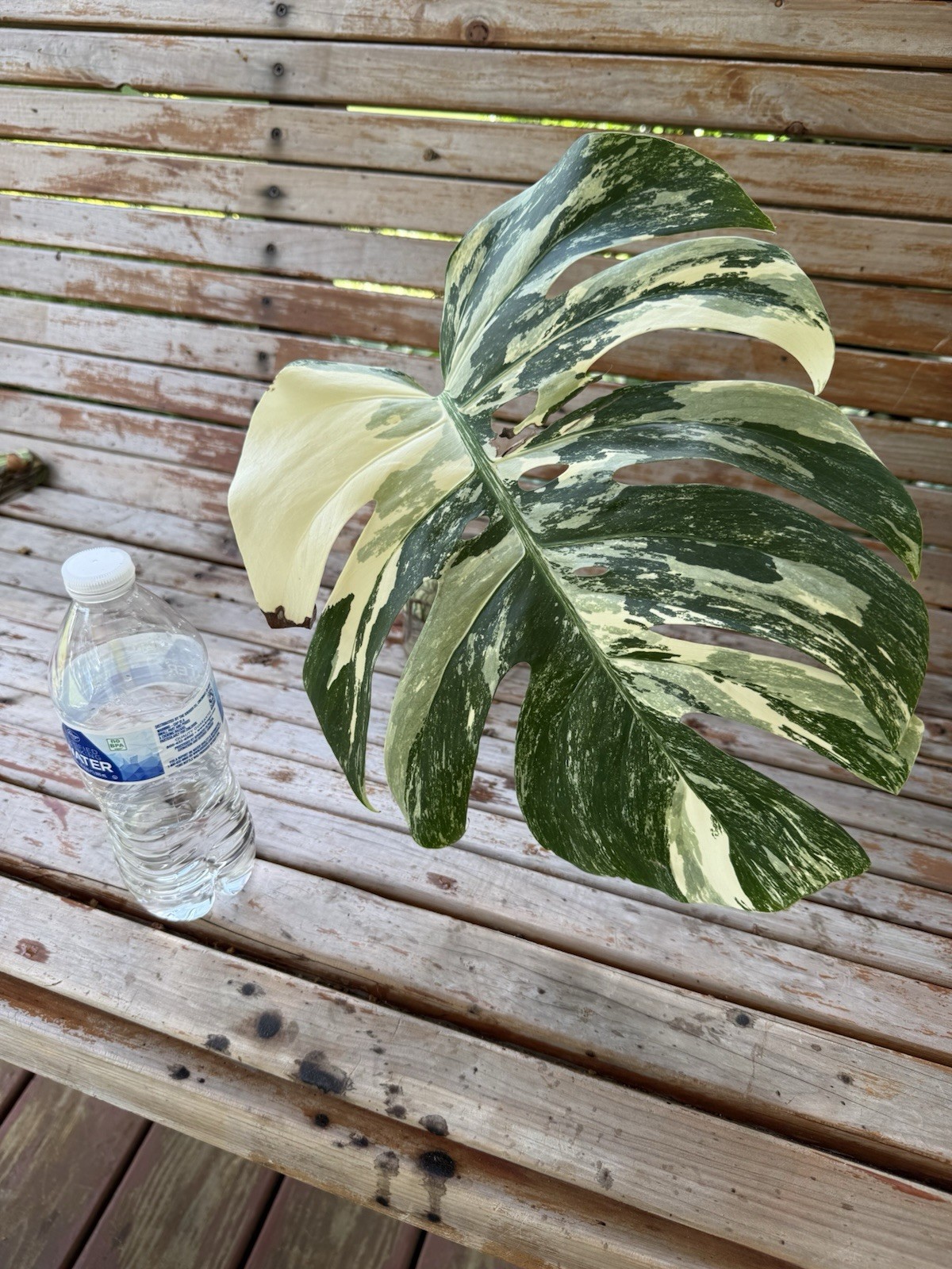 Monstera Albo Borsigiana HIGH Variegated Cutting – Large Leaf- Plant E